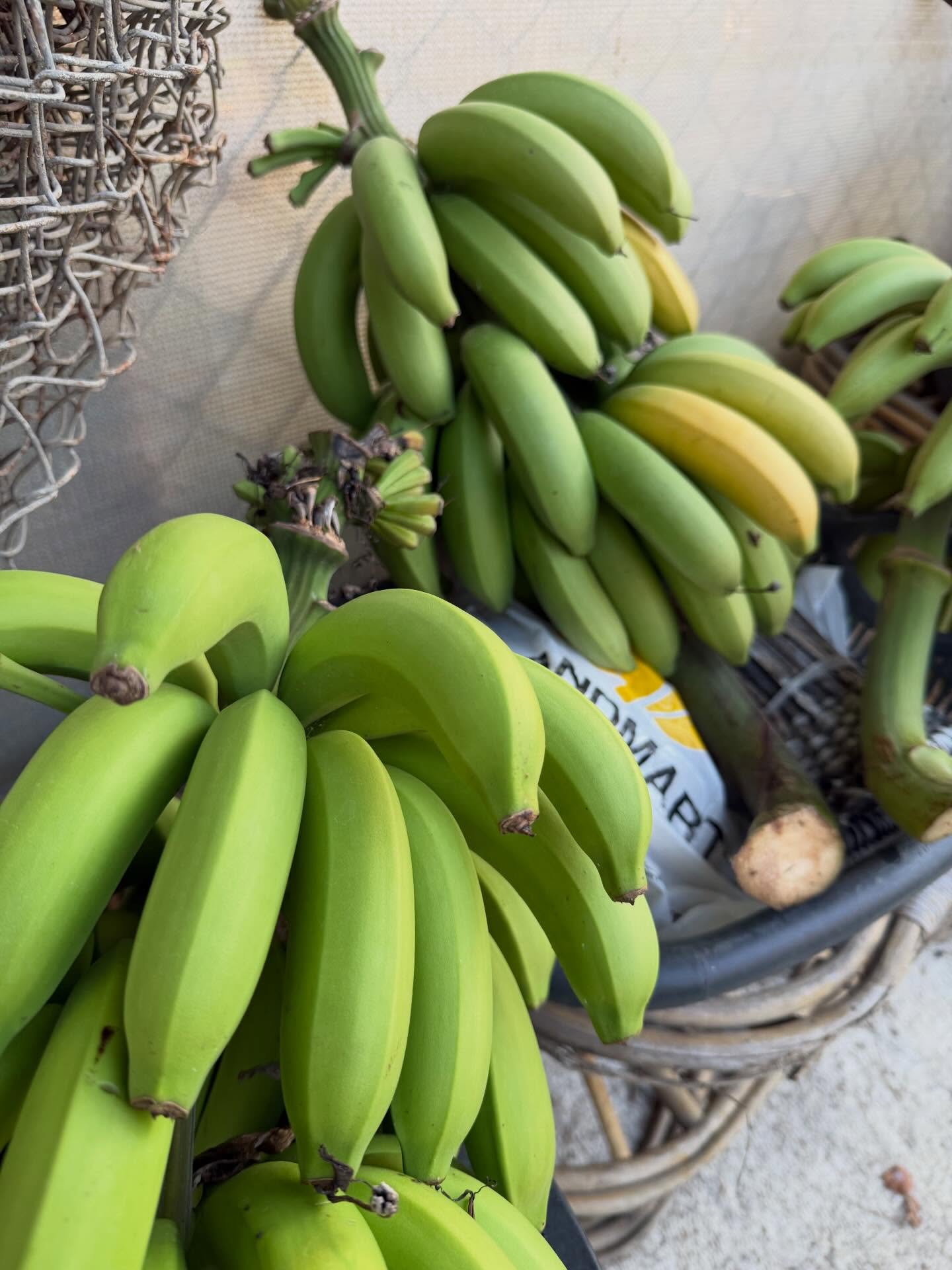 กาฟิวส์ - พันธุ์ธัช กันคำ