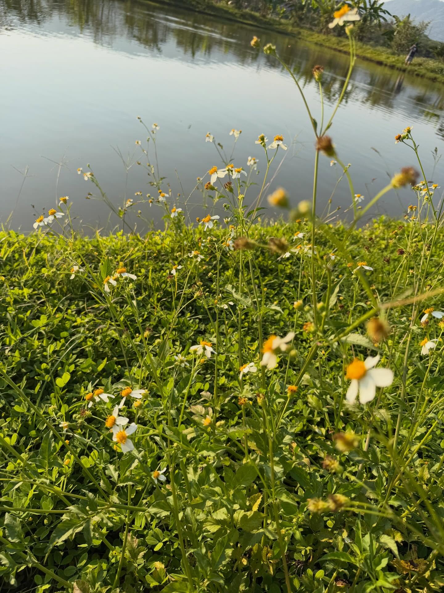 กาฟิวส์ - พันธุ์ธัช กันคำ