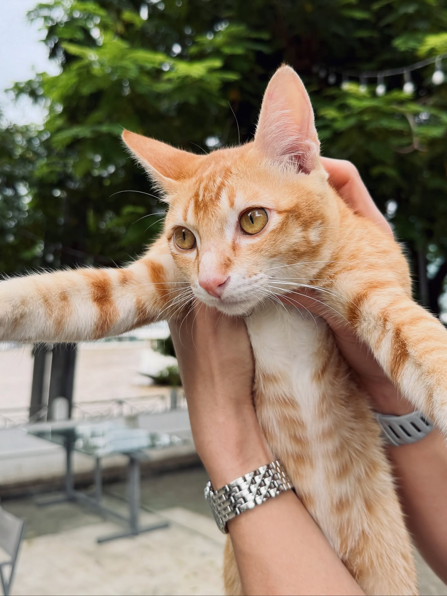 อาเล็ก - ธีรเดช เมธาวรายุทธ