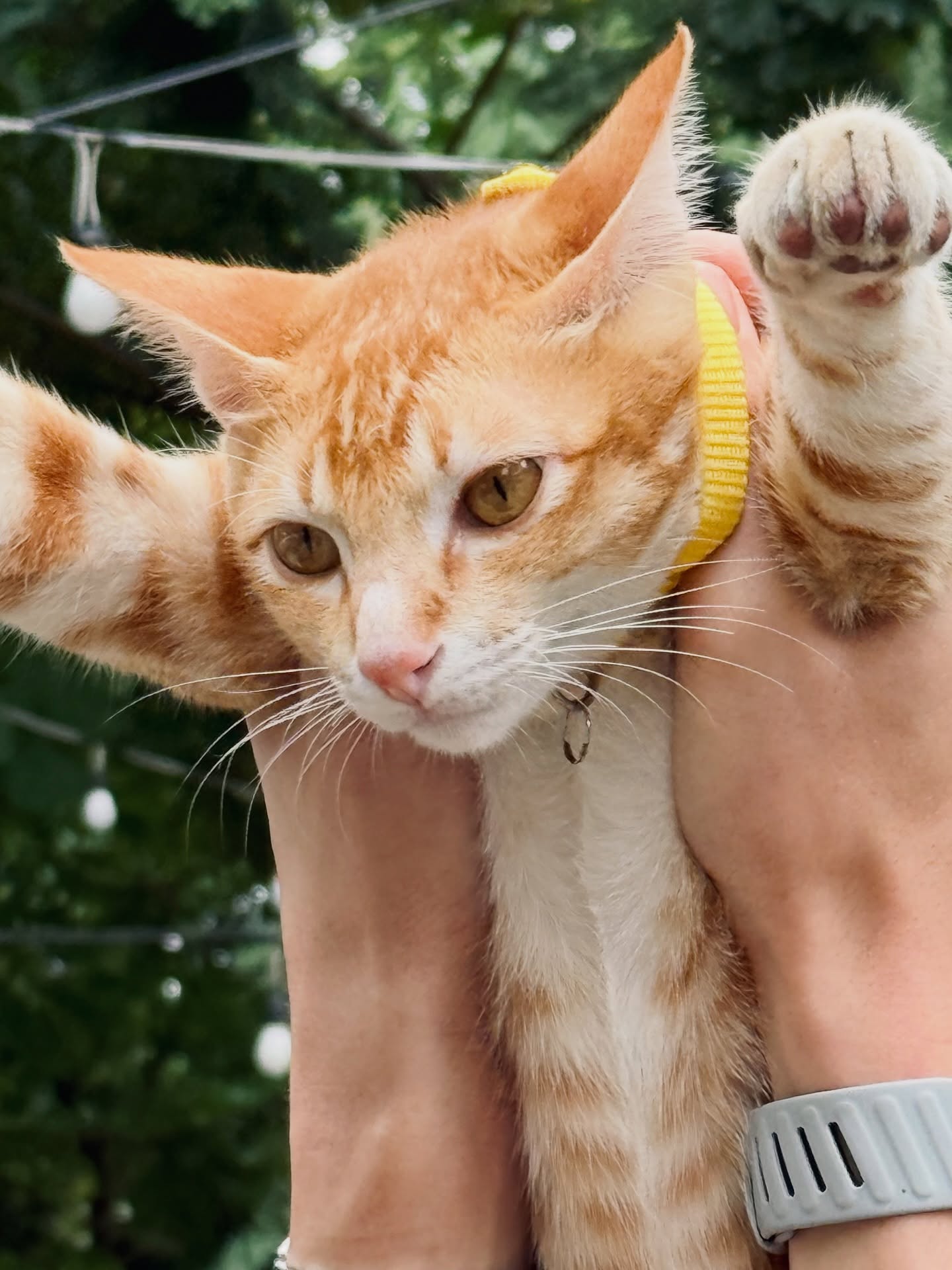 อาเล็ก - ธีรเดช เมธาวรายุทธ