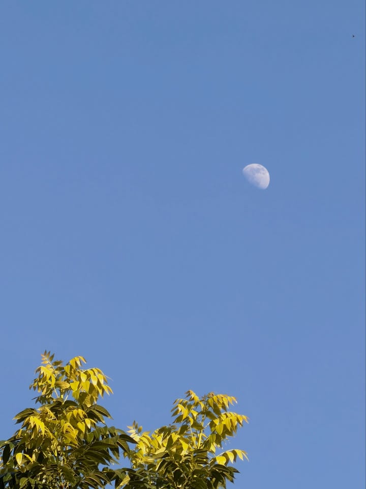 อาเล็ก - ธีรเดช เมธาวรายุทธ