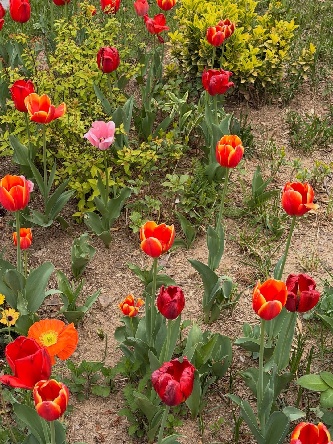 อาเล็ก - ธีรเดช เมธาวรายุทธ