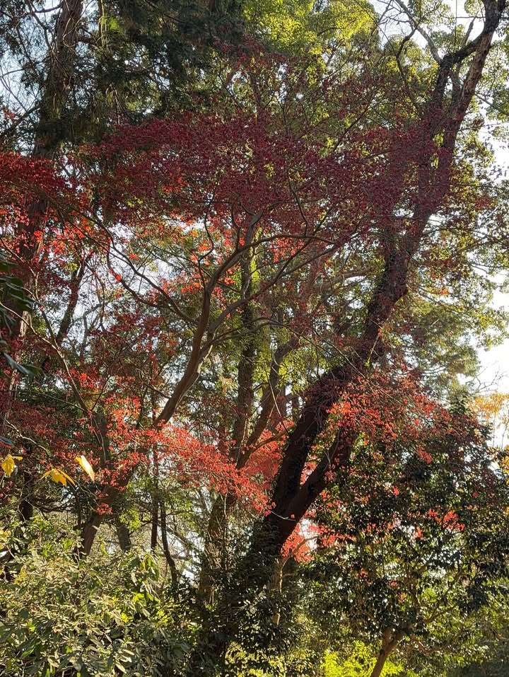 ทิกเกอร์ - อชิระ เทริโอ