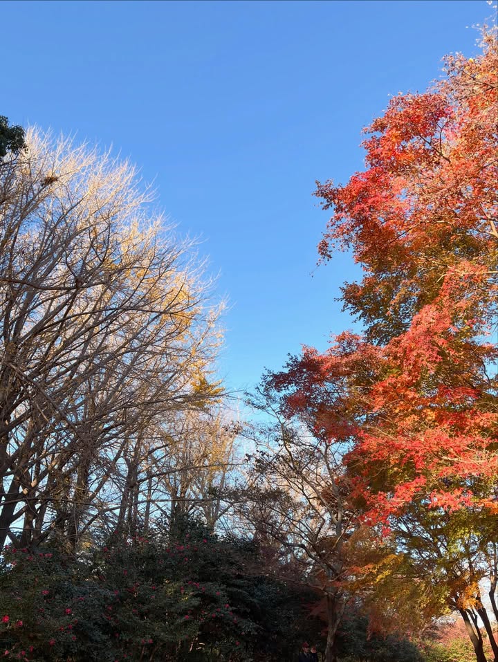 ทิกเกอร์ - อชิระ เทริโอ