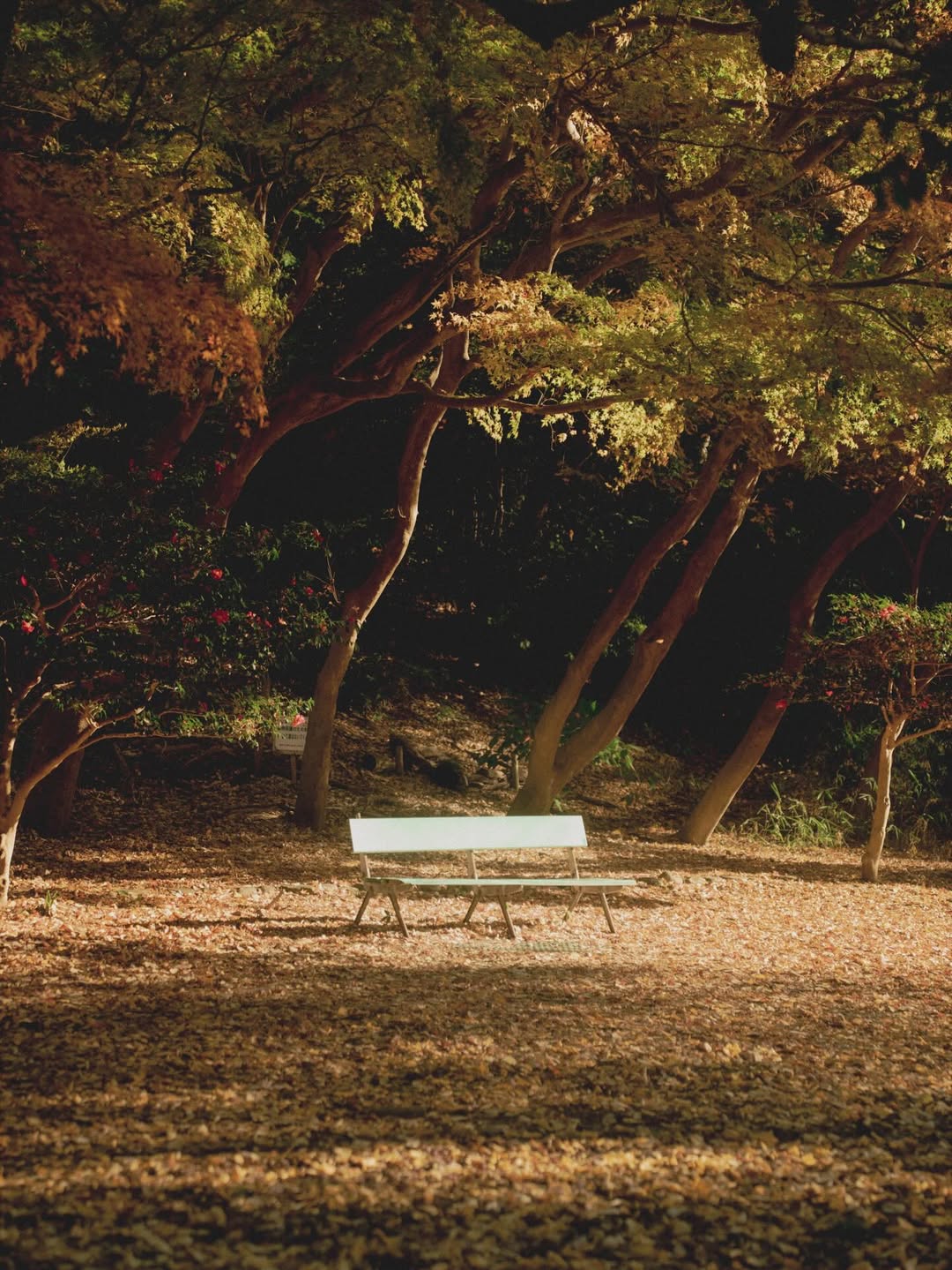 ทิกเกอร์ - อชิระ เทริโอ