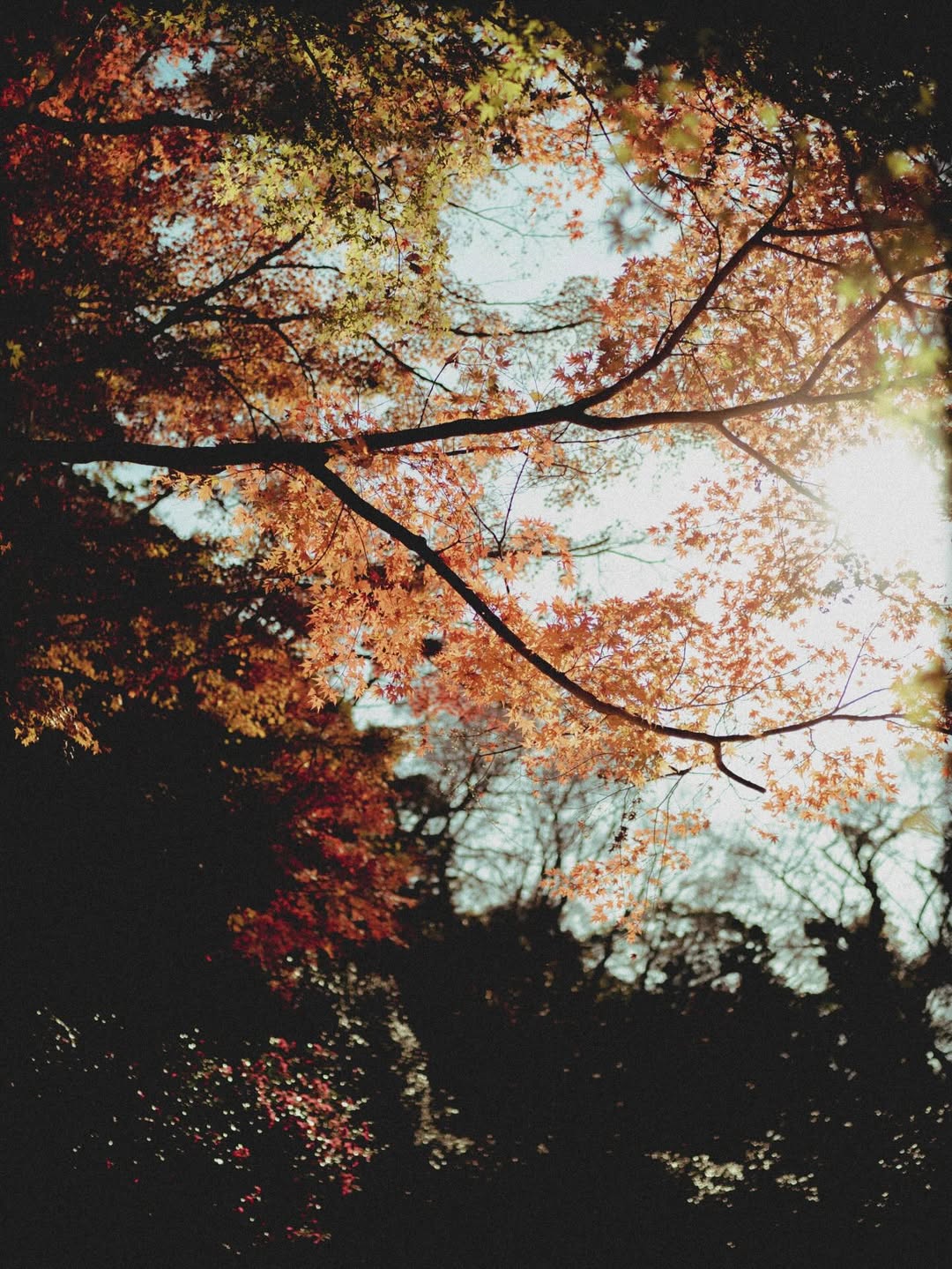 ทิกเกอร์ - อชิระ เทริโอ