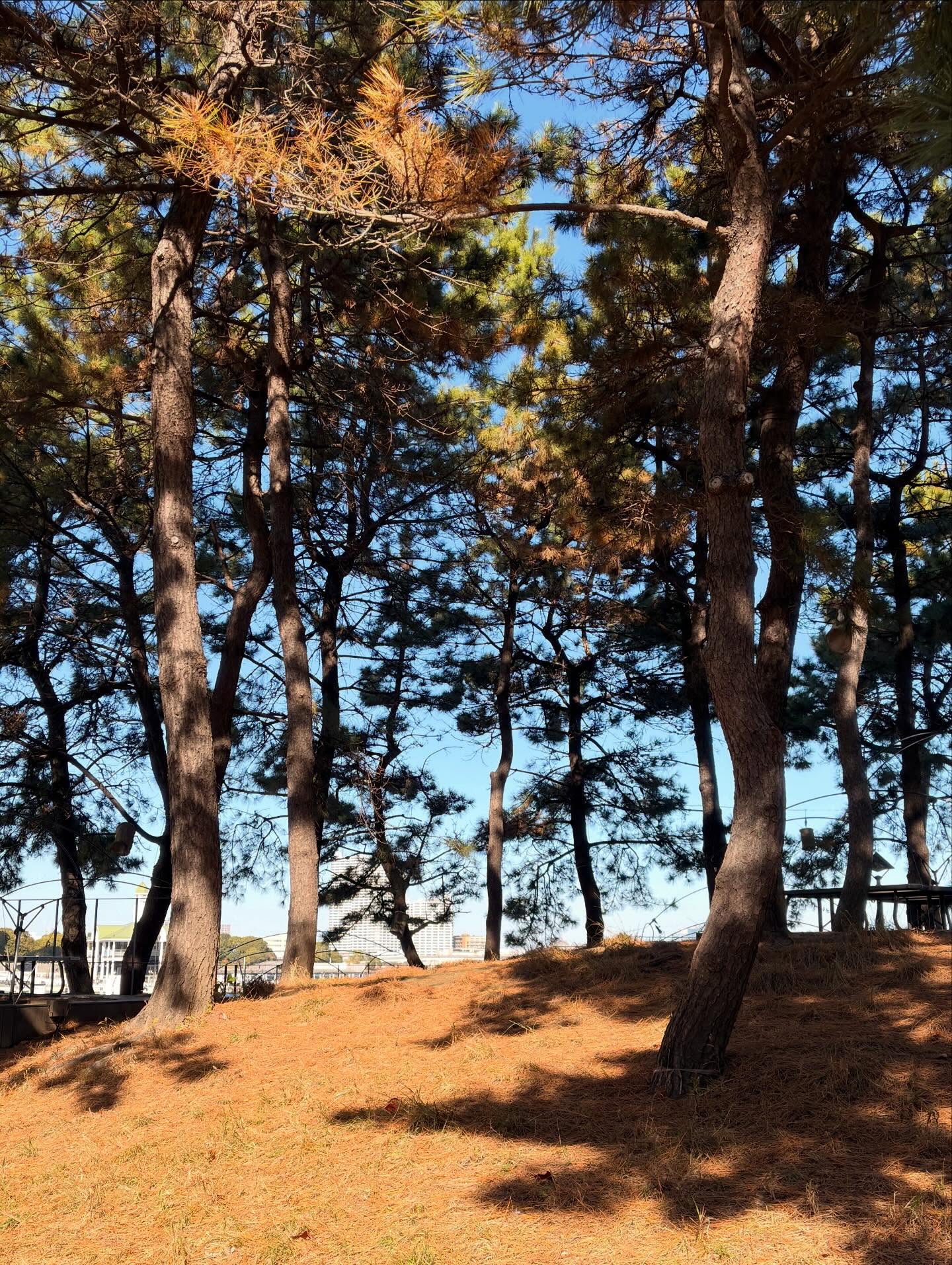 ทิกเกอร์ - อชิระ เทริโอ