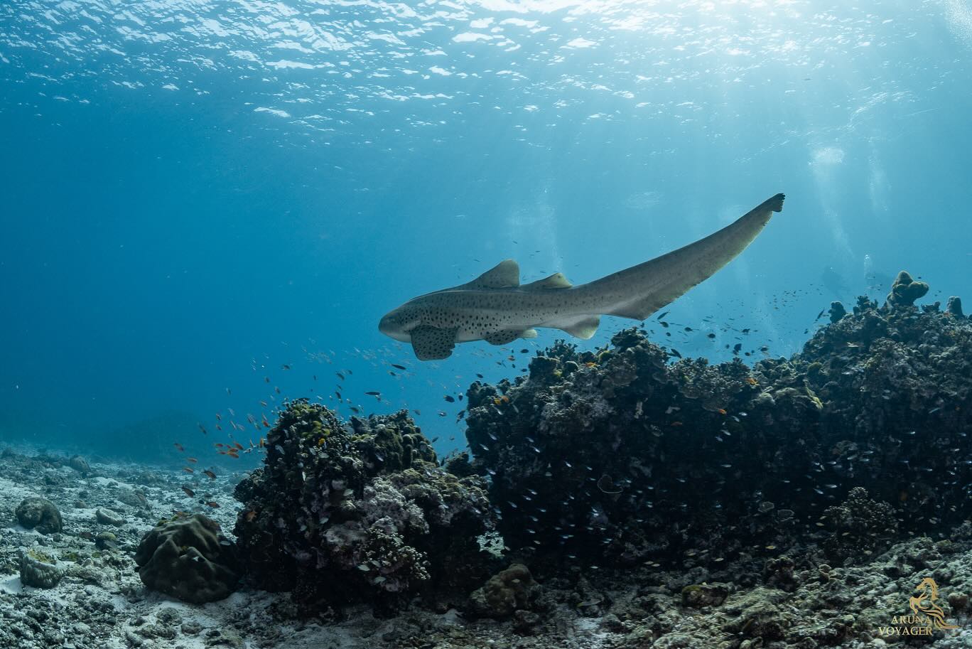 นิวเคลียร์ - หรรษา จึงวิวัฒนวงศ์