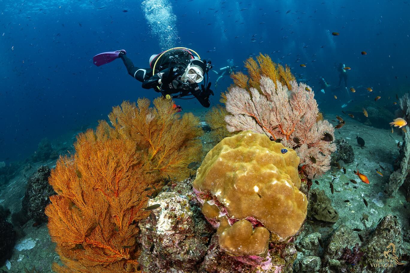 นิวเคลียร์ - หรรษา จึงวิวัฒนวงศ์