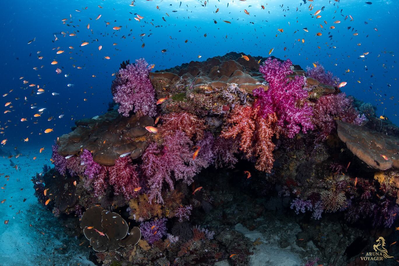 นิวเคลียร์ - หรรษา จึงวิวัฒนวงศ์