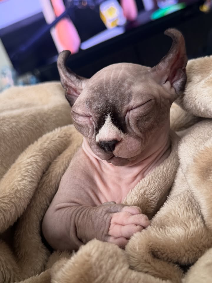 นิวเคลียร์ - หรรษา จึงวิวัฒนวงศ์