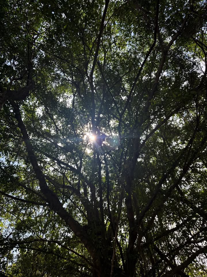 นิวเคลียร์ - หรรษา จึงวิวัฒนวงศ์