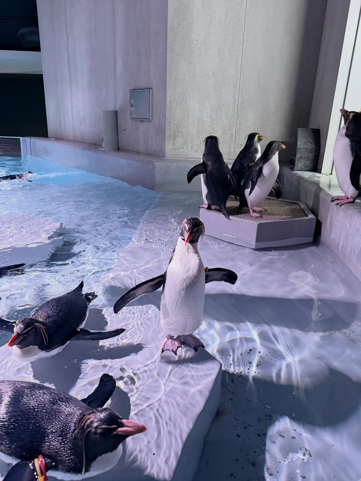 นิวเคลียร์ - หรรษา จึงวิวัฒนวงศ์