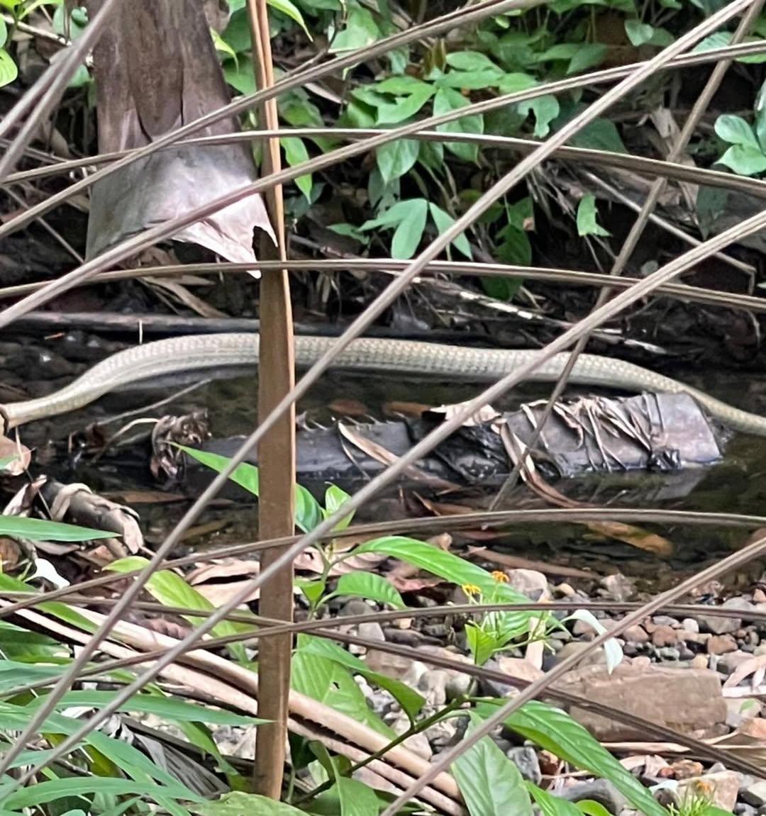 ปอย - ตรีชฎา เพชรรัตน์