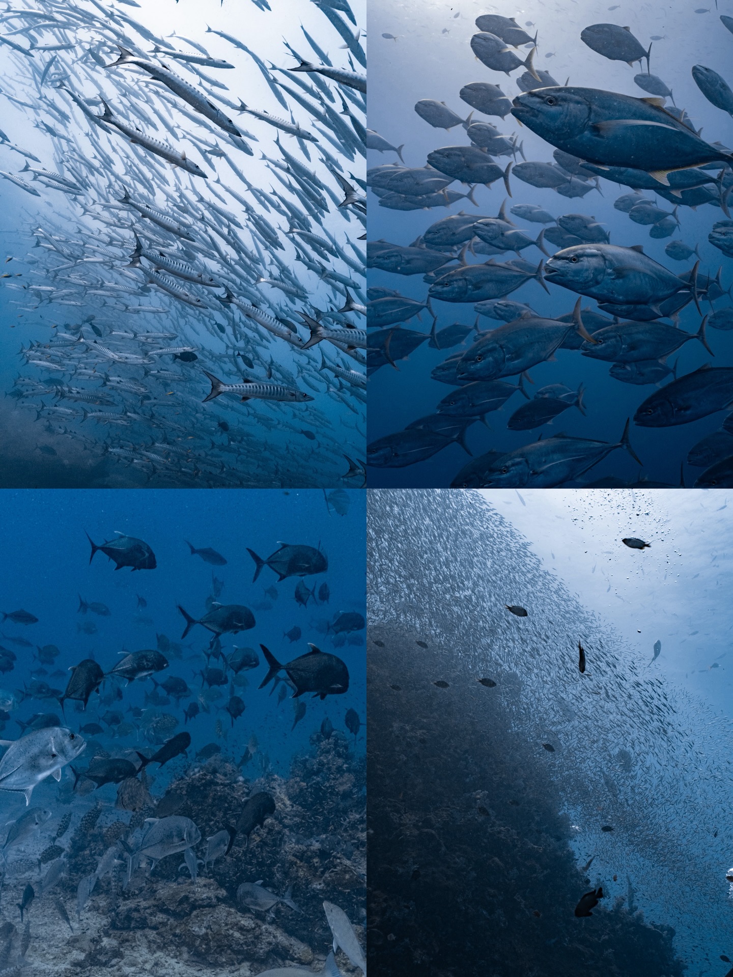 นัท - ณัฐ ศักดาทร