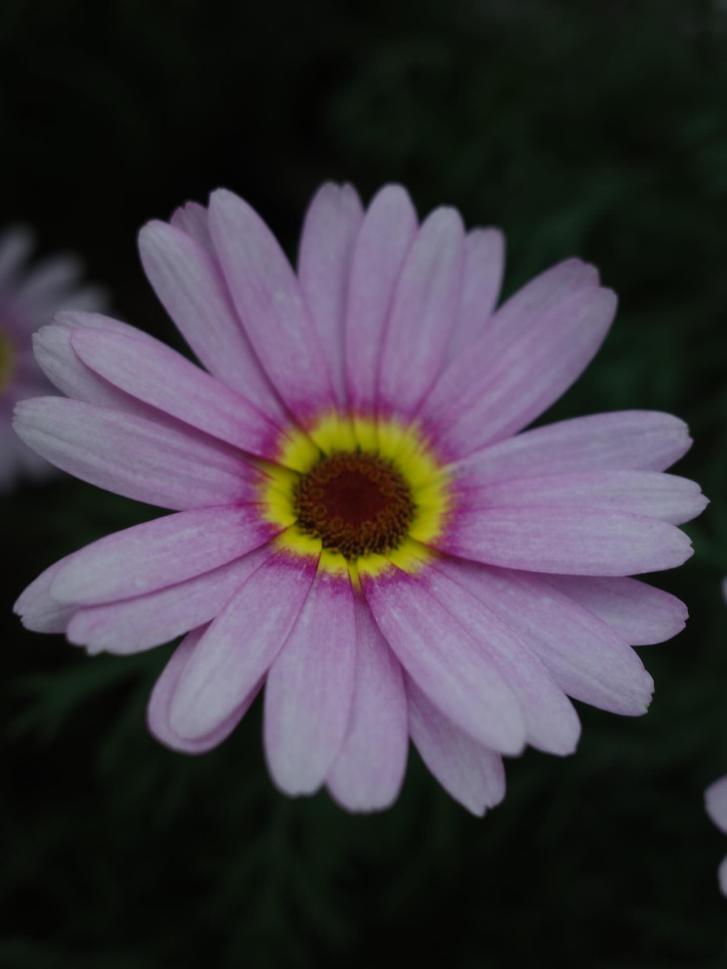 แป้ง มิตรชัย