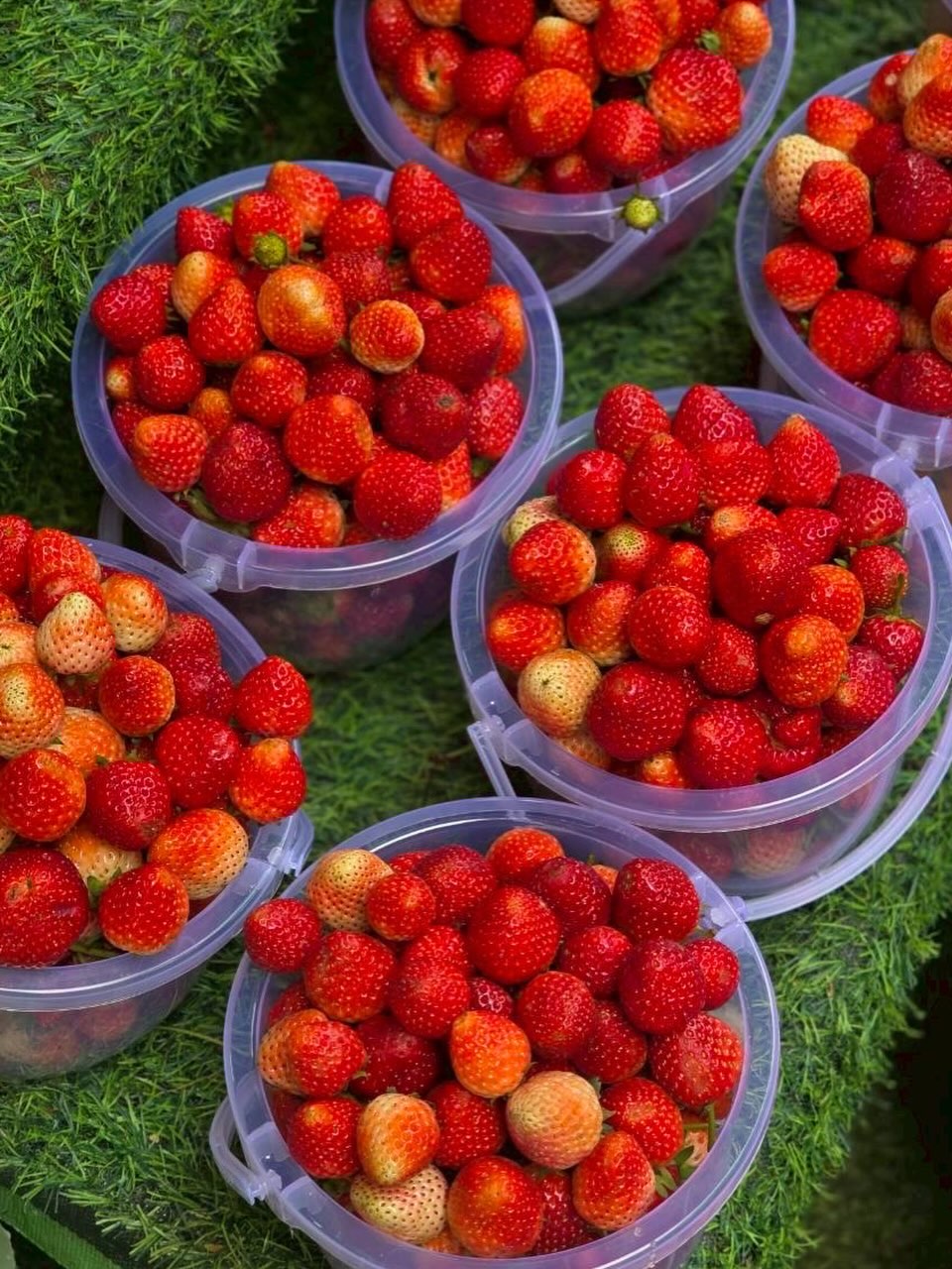 แป้ง มิตรชัย