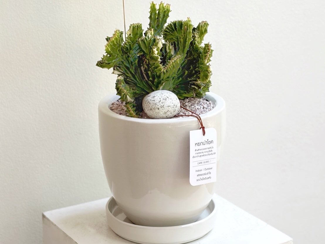 แป้ง มิตรชัย