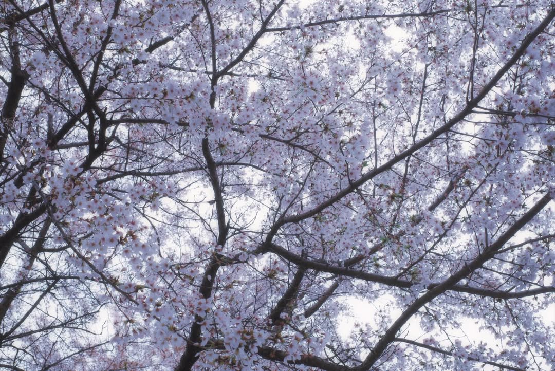 แป้ง มิตรชัย