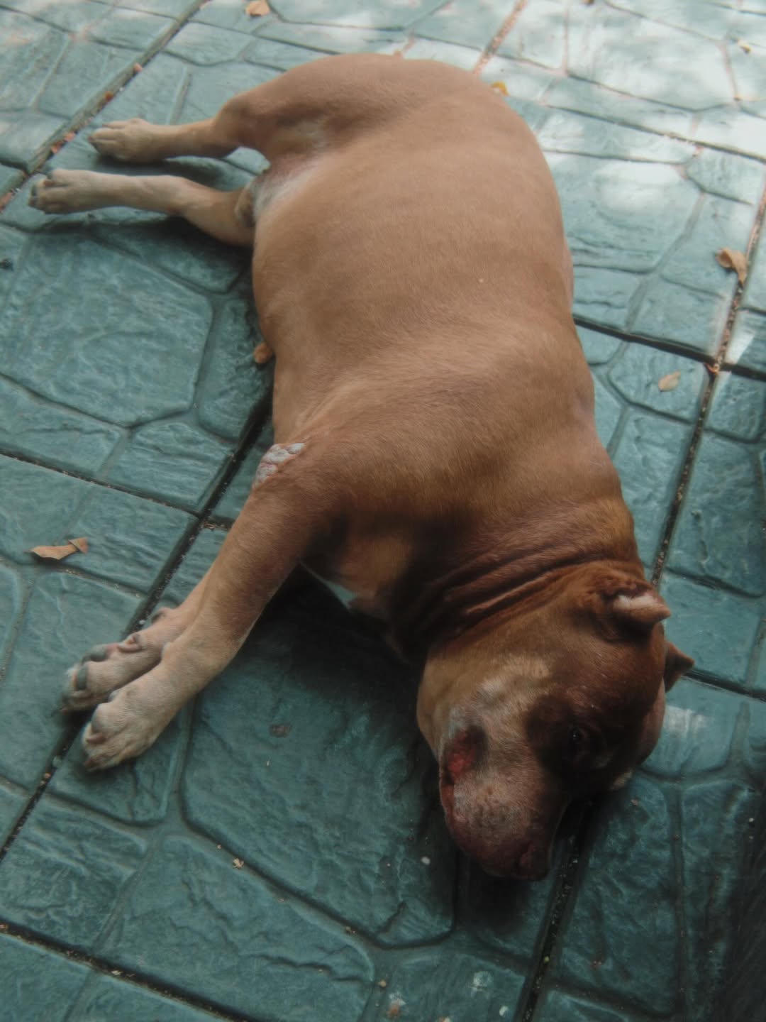 แป้ง มิตรชัย