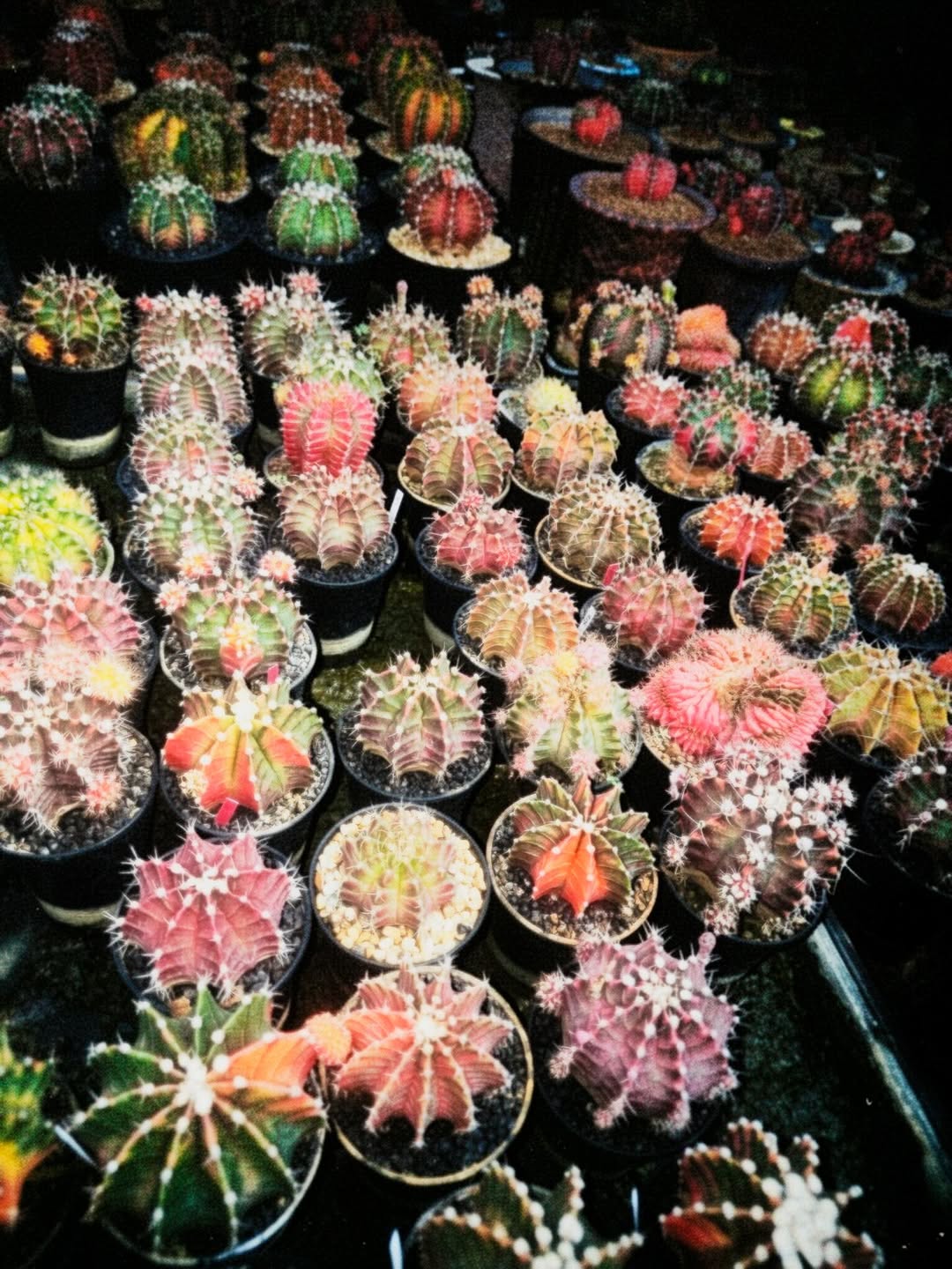 แป้ง มิตรชัย