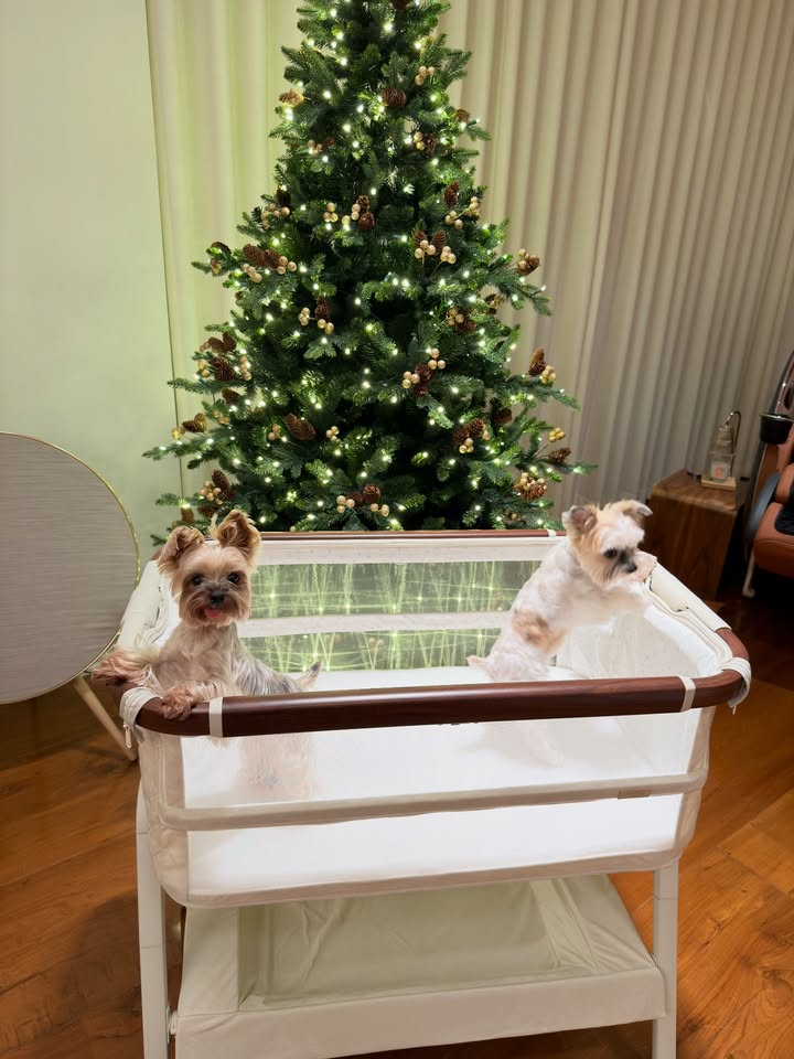 เจมส์ - จิรายุ ตั้งศรีสุข