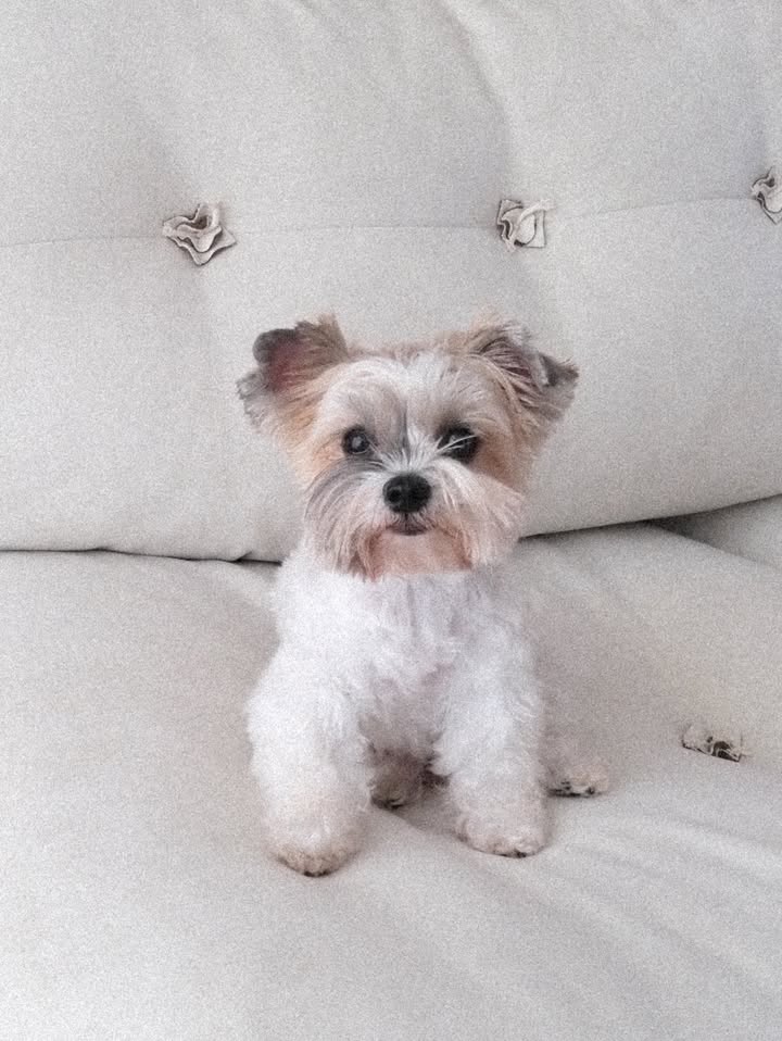 เจมส์ - จิรายุ ตั้งศรีสุข