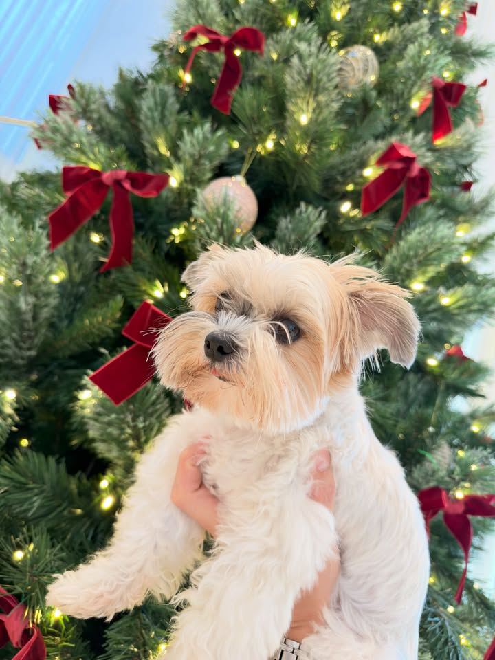 เจมส์ - จิรายุ ตั้งศรีสุข