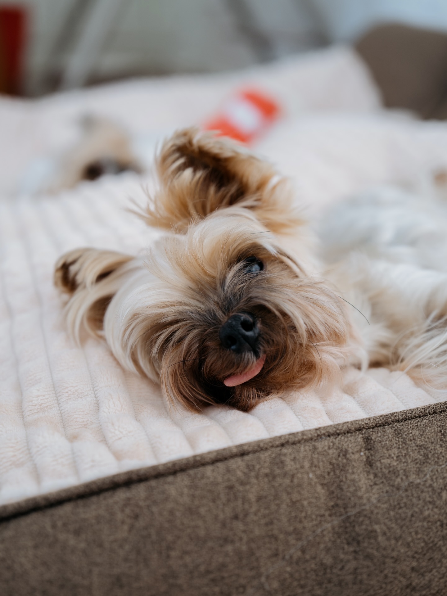 เจมส์ - จิรายุ ตั้งศรีสุข