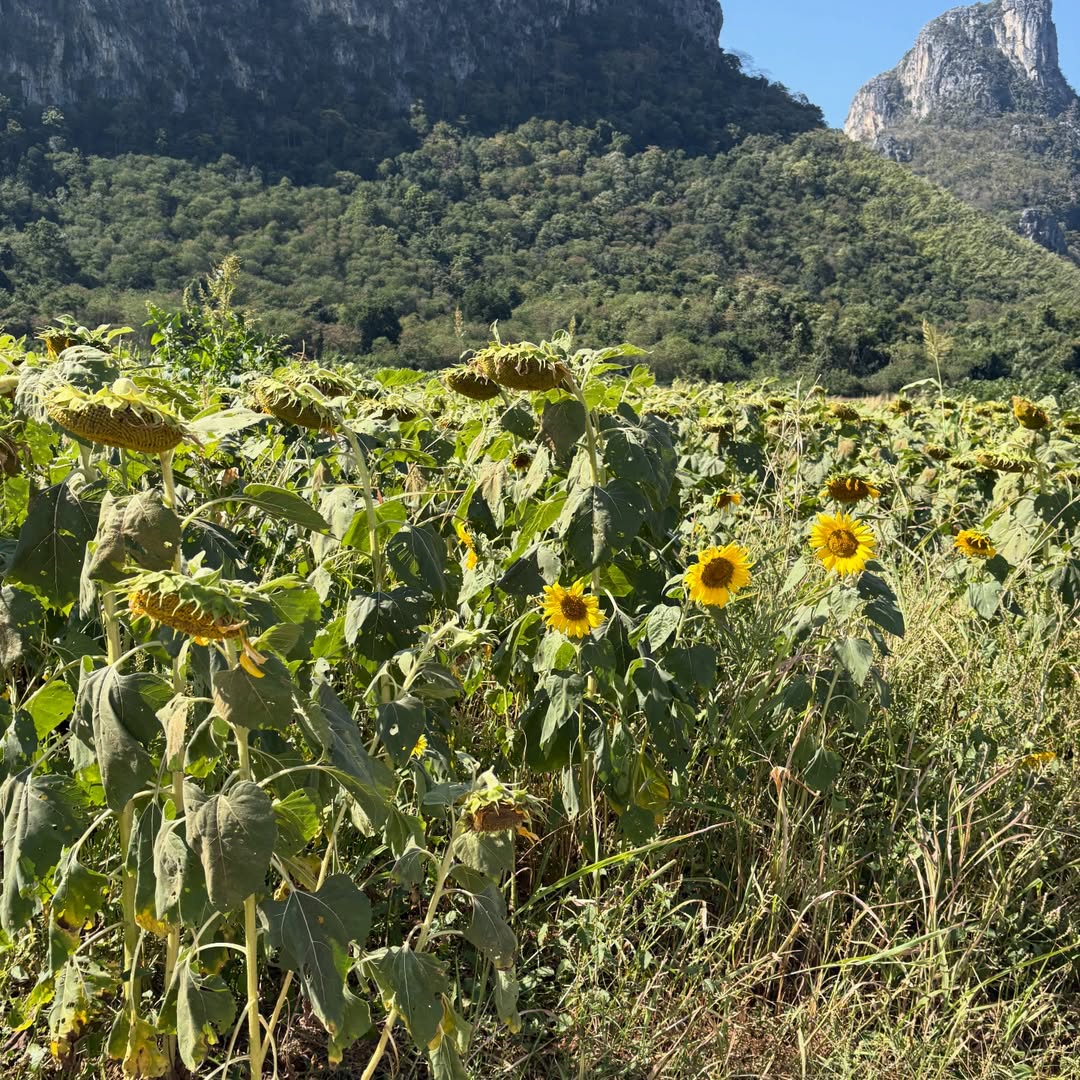 ปีโป้ - ณัชพัณณ์ ปรมะเจริญโรจน์