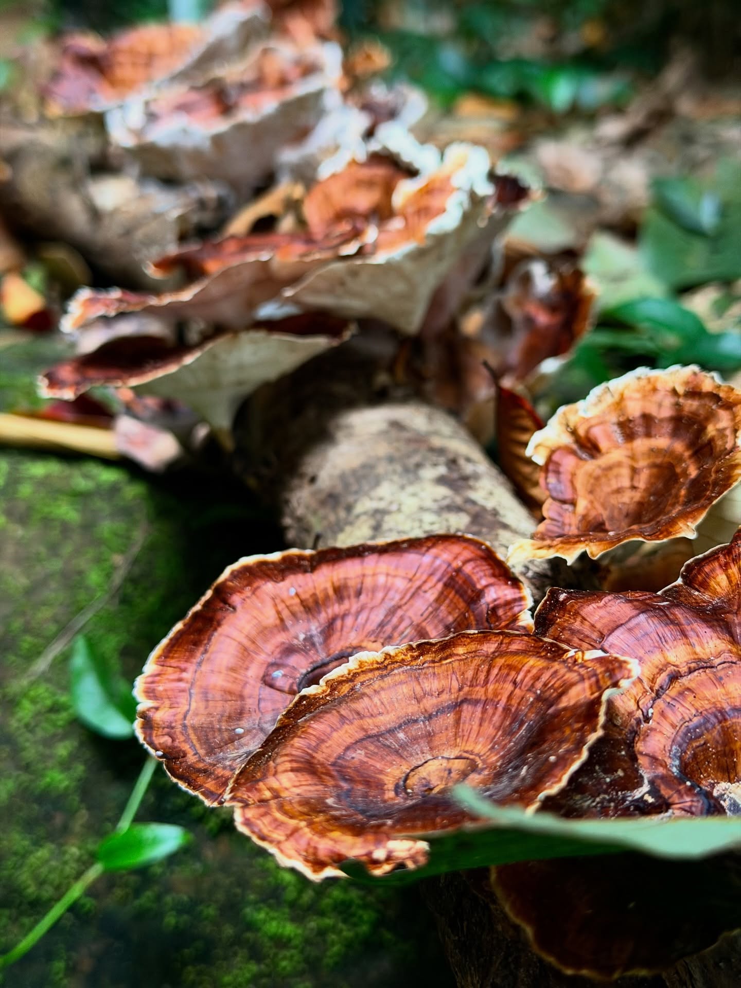 แจม - รชตะ หัมพานนท์