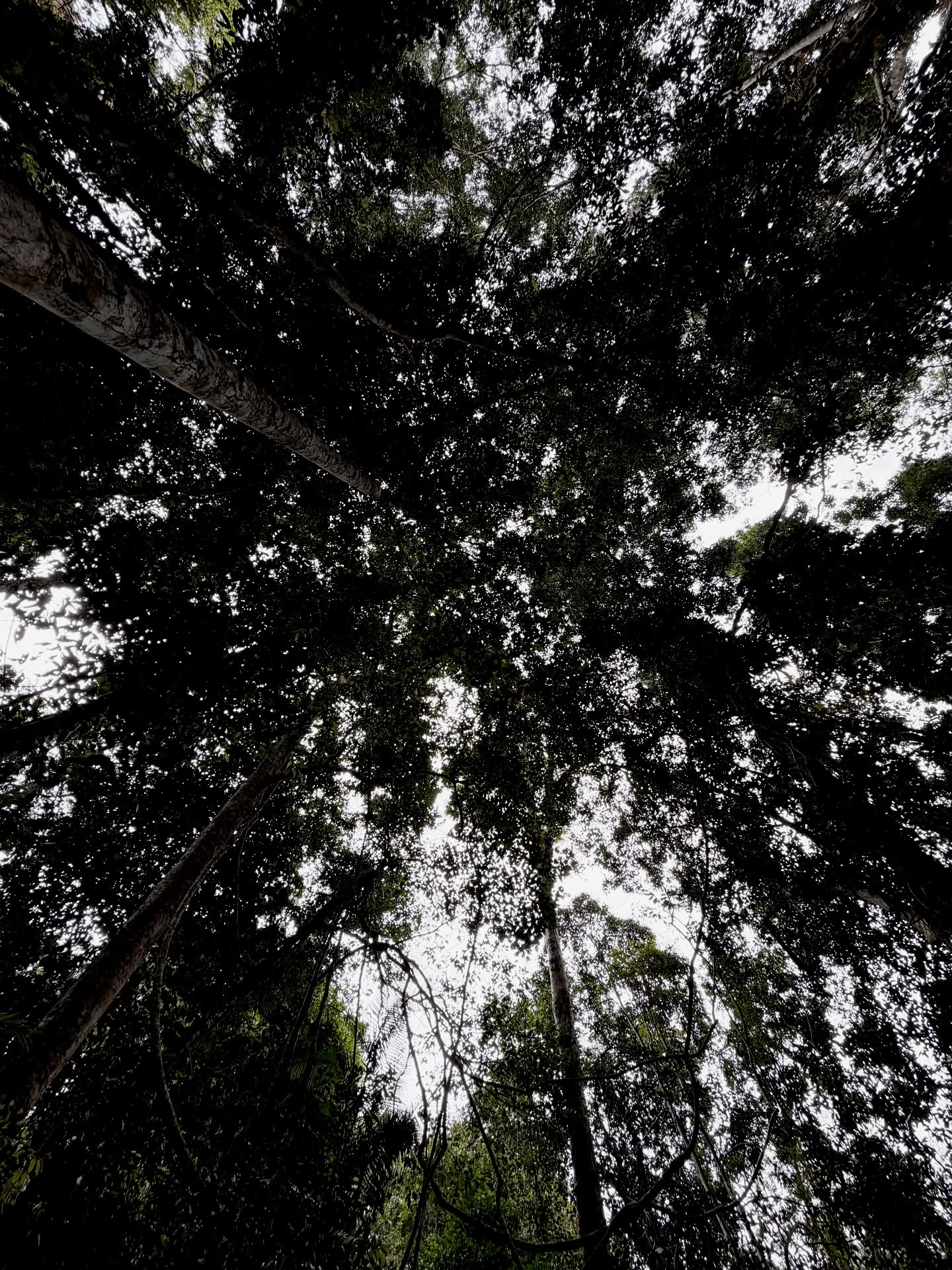 แจม - รชตะ หัมพานนท์