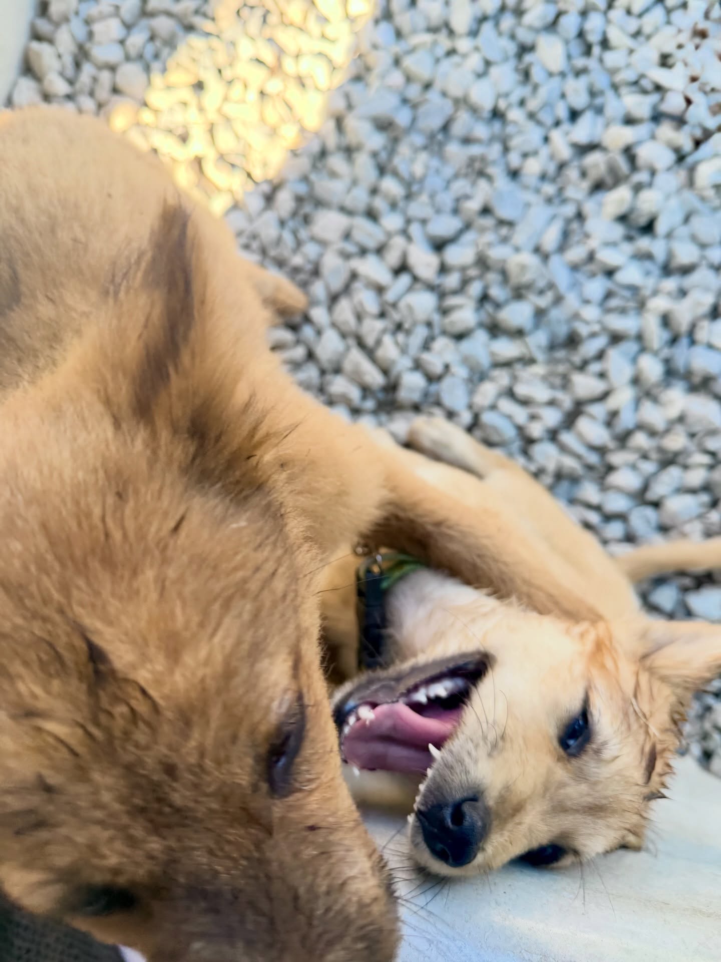 แจม - รชตะ หัมพานนท์