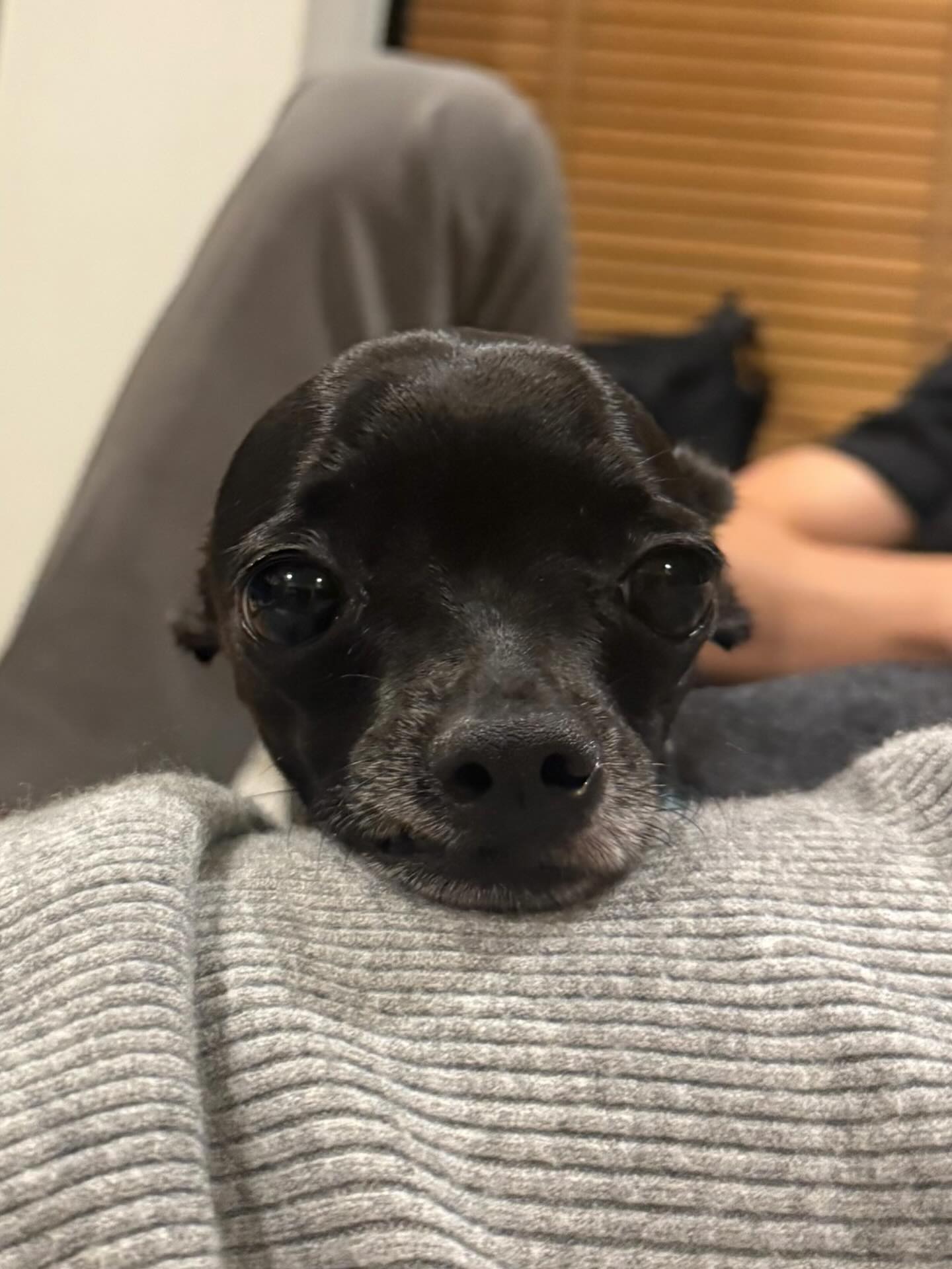 ลิตา - คาลิยา นิฮุต