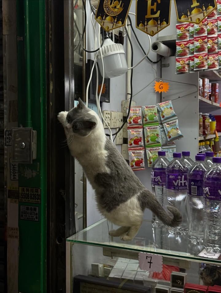 ลิตา - คาลิยา นิฮุต