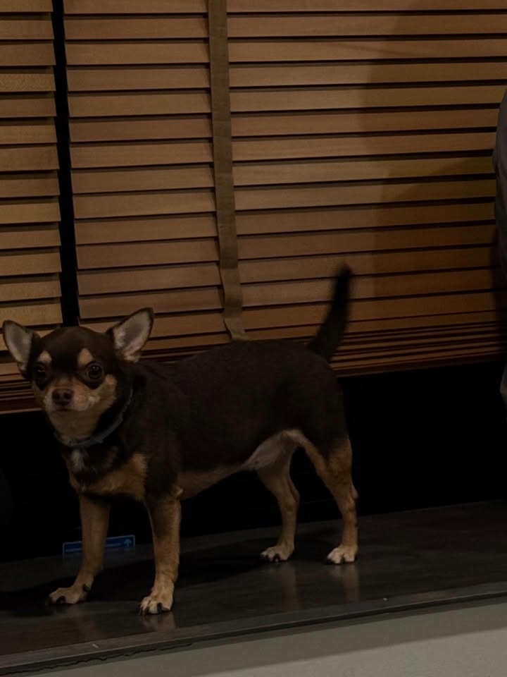 ลิตา - คาลิยา นิฮุต