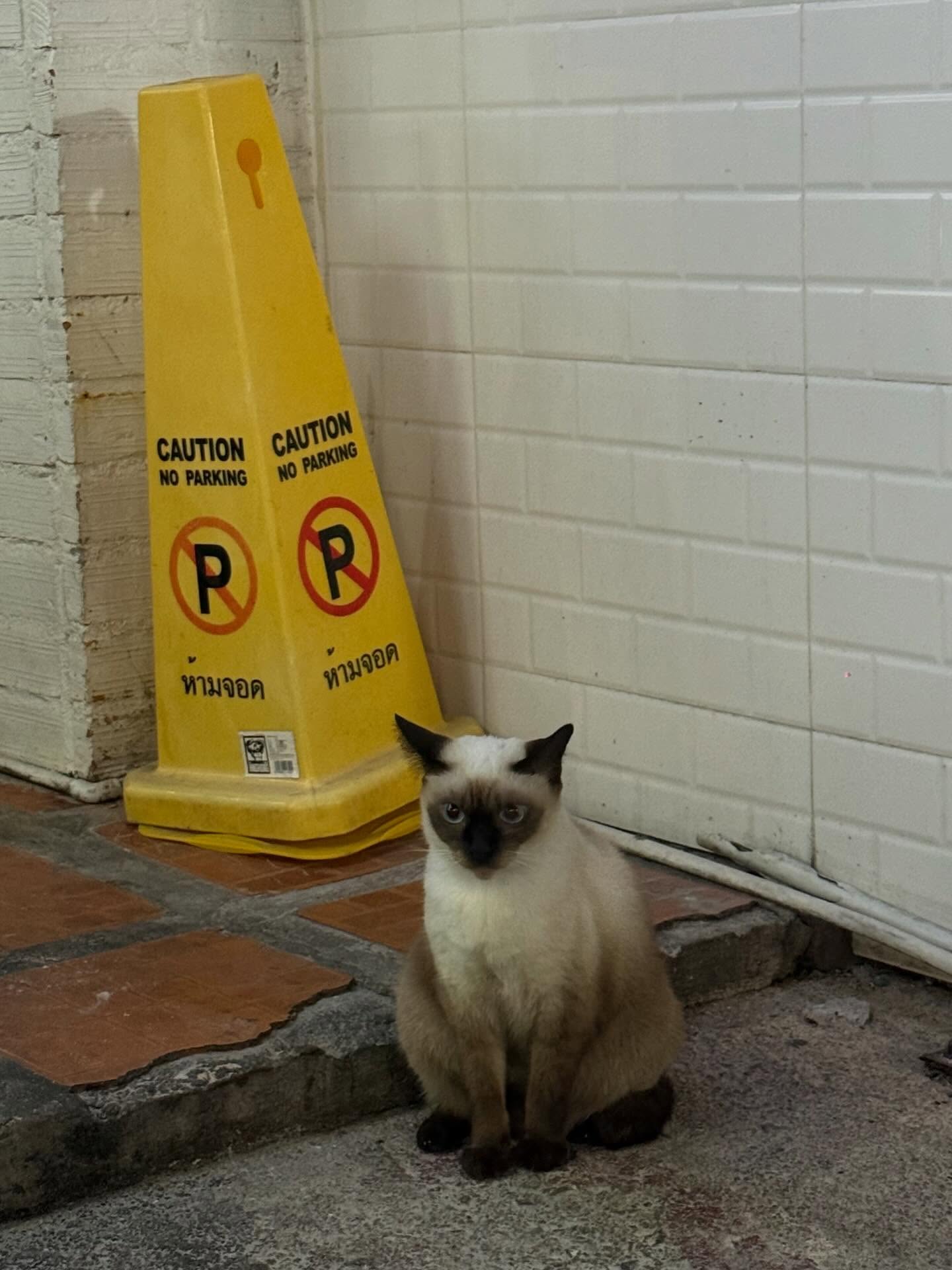 ลิตา - คาลิยา นิฮุต