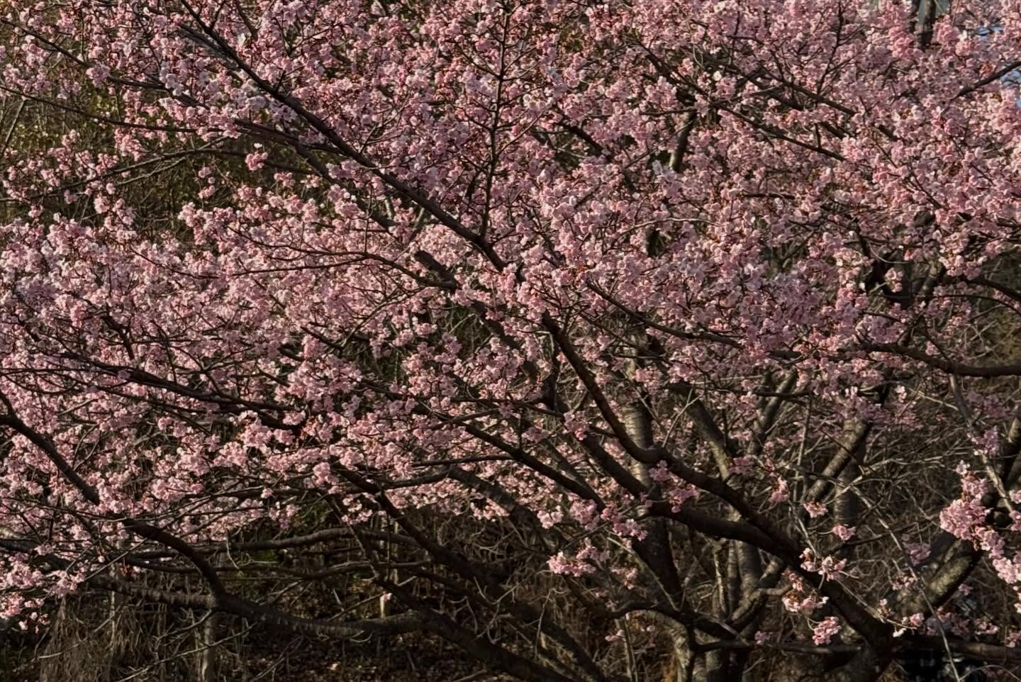 ลิตา - คาลิยา นิฮุต