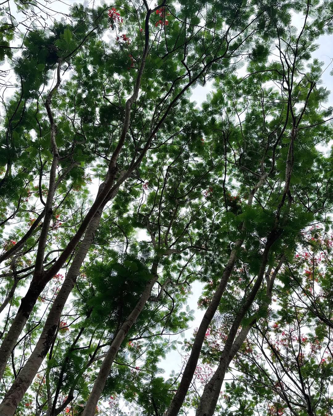 เพชร - เผ่าเพชร เจริญสุข