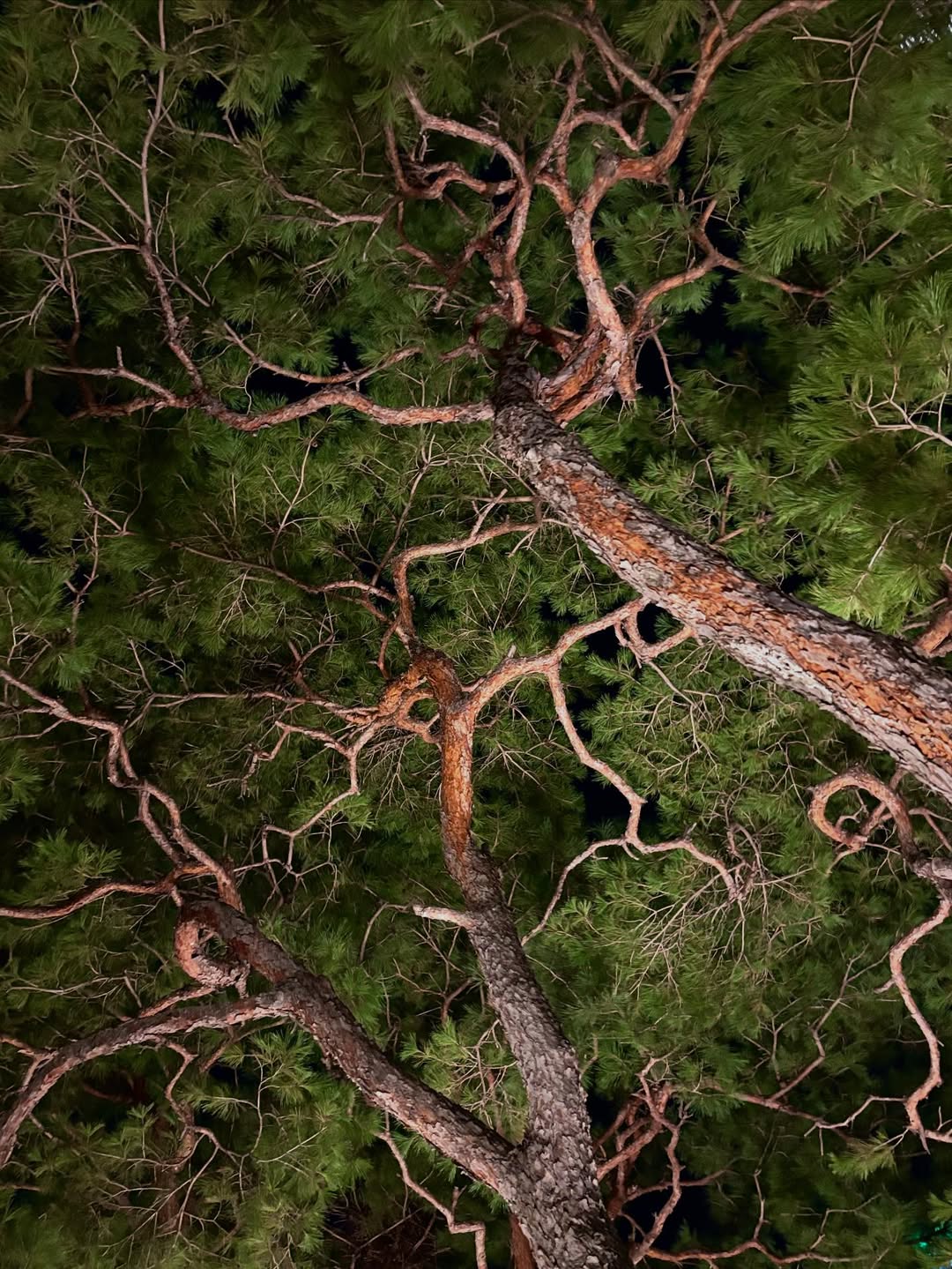 เพชร - เผ่าเพชร เจริญสุข