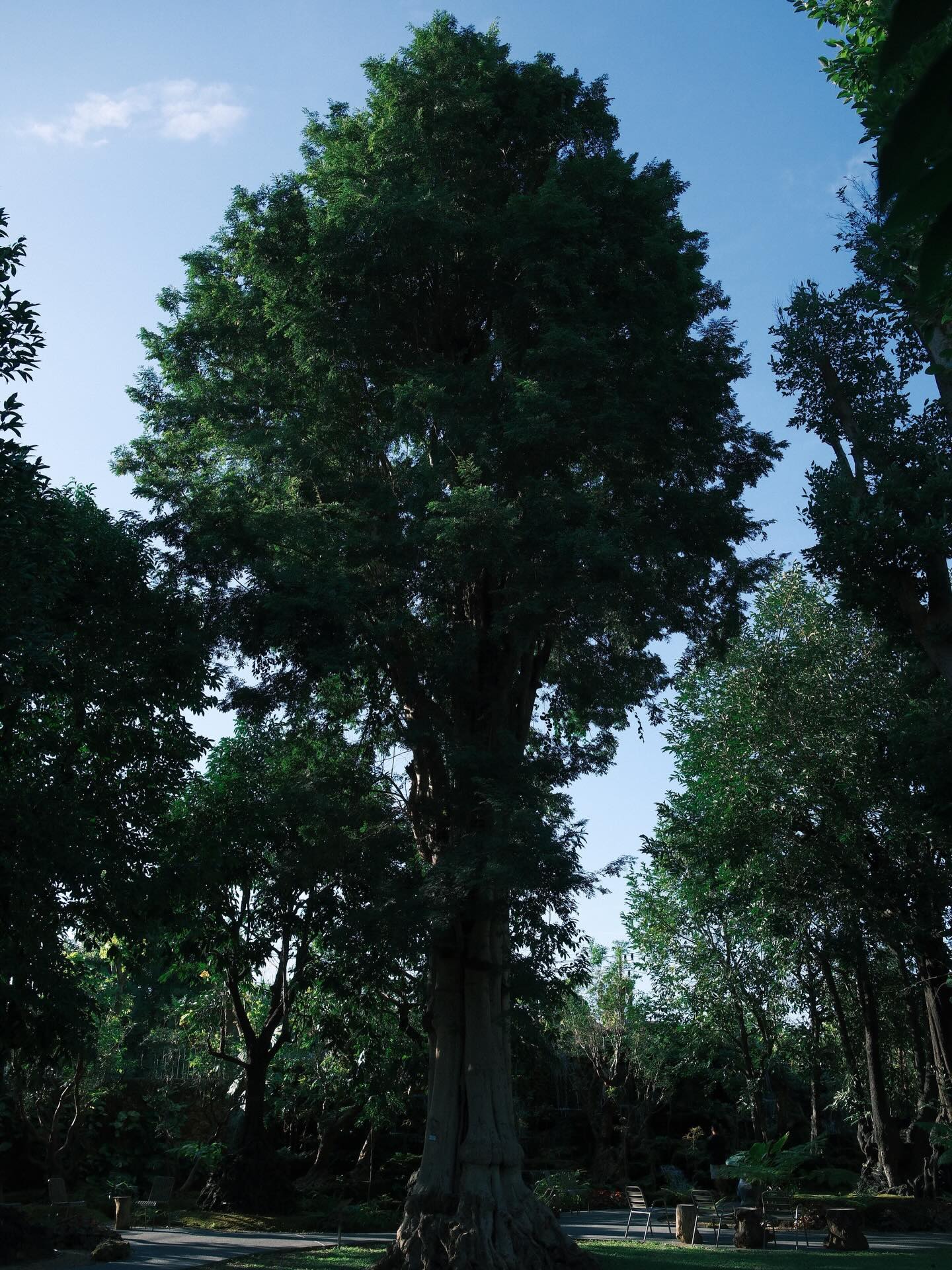 เพชร - เผ่าเพชร เจริญสุข