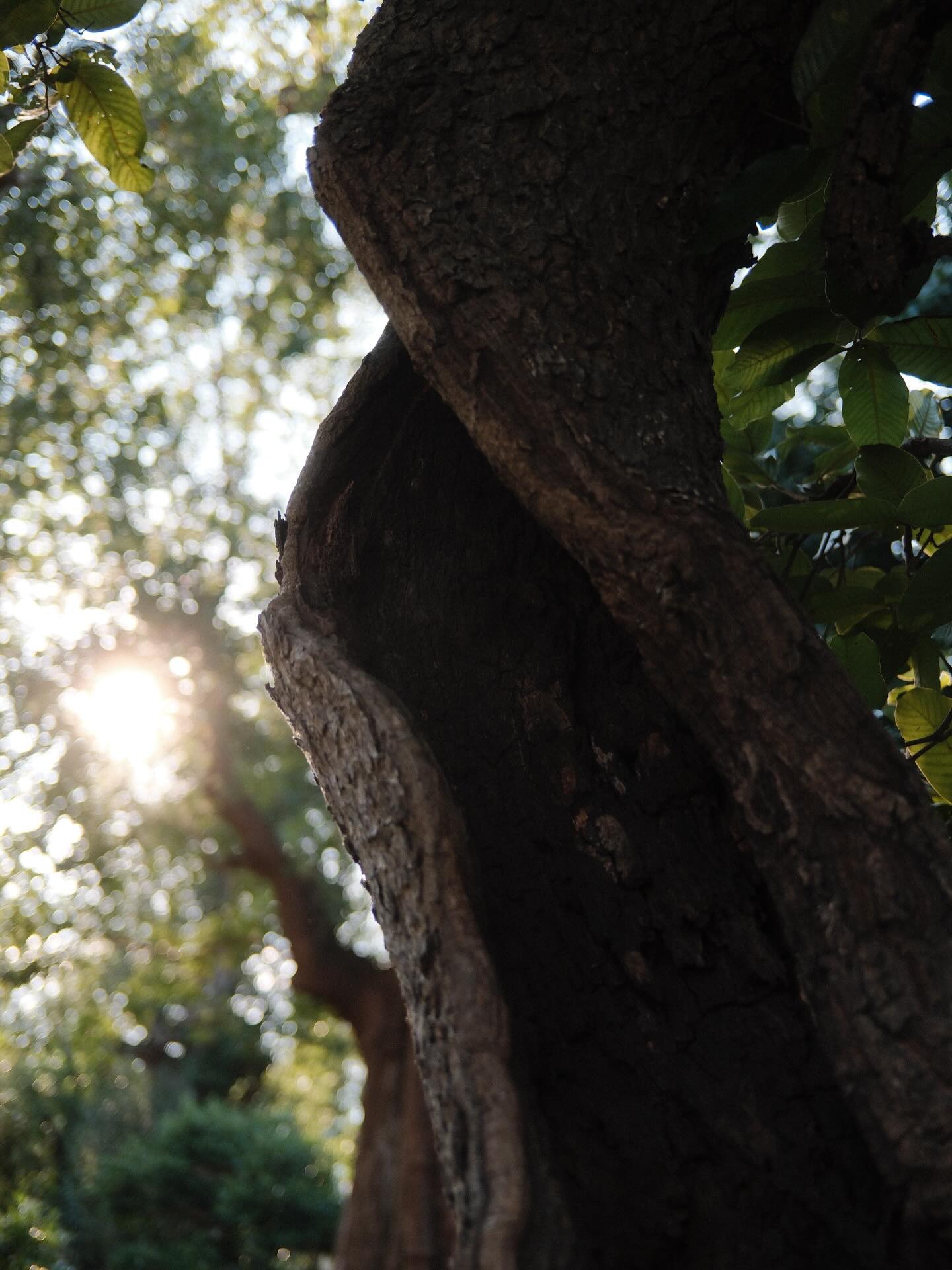 เพชร - เผ่าเพชร เจริญสุข