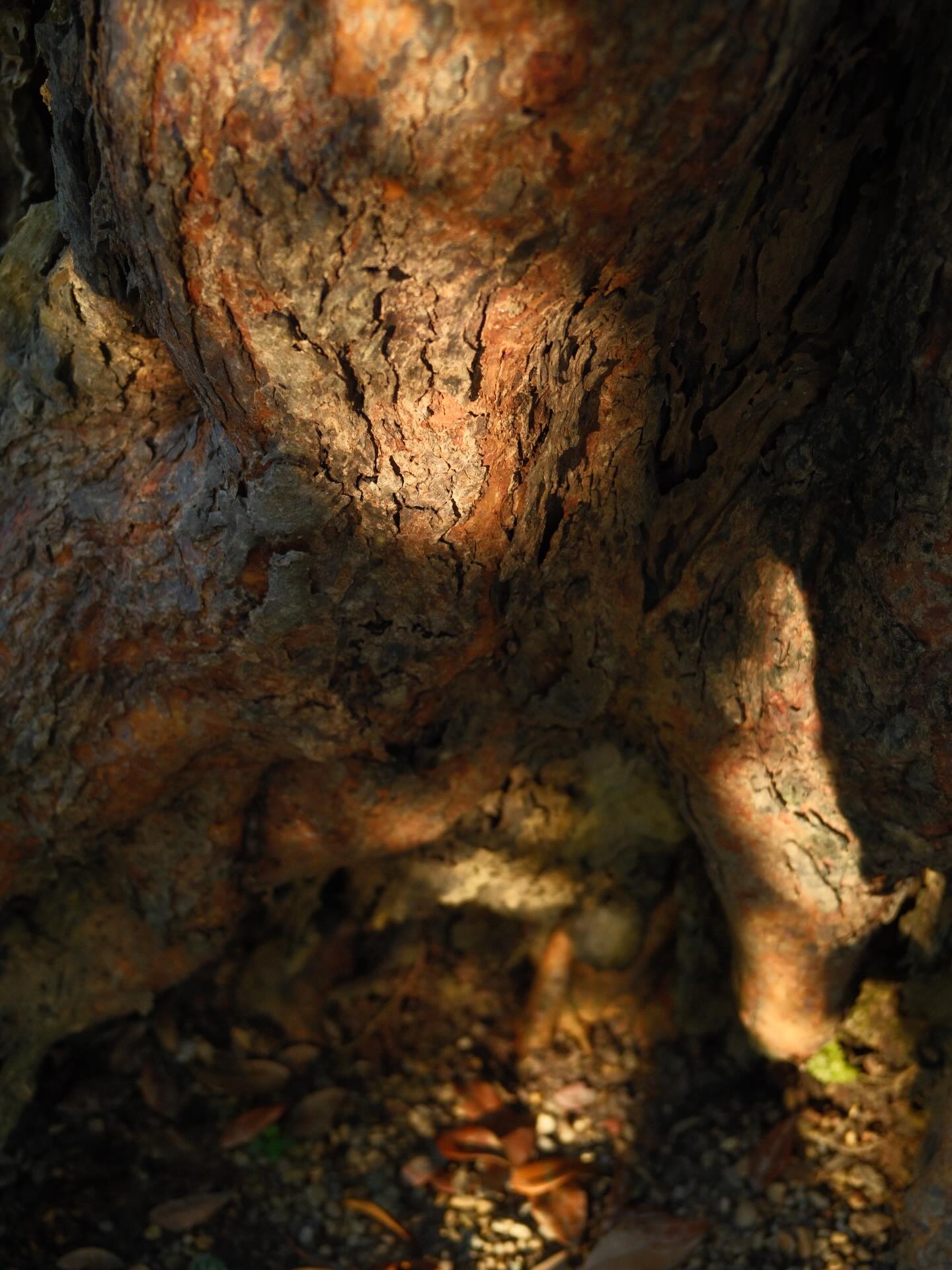 เพชร - เผ่าเพชร เจริญสุข