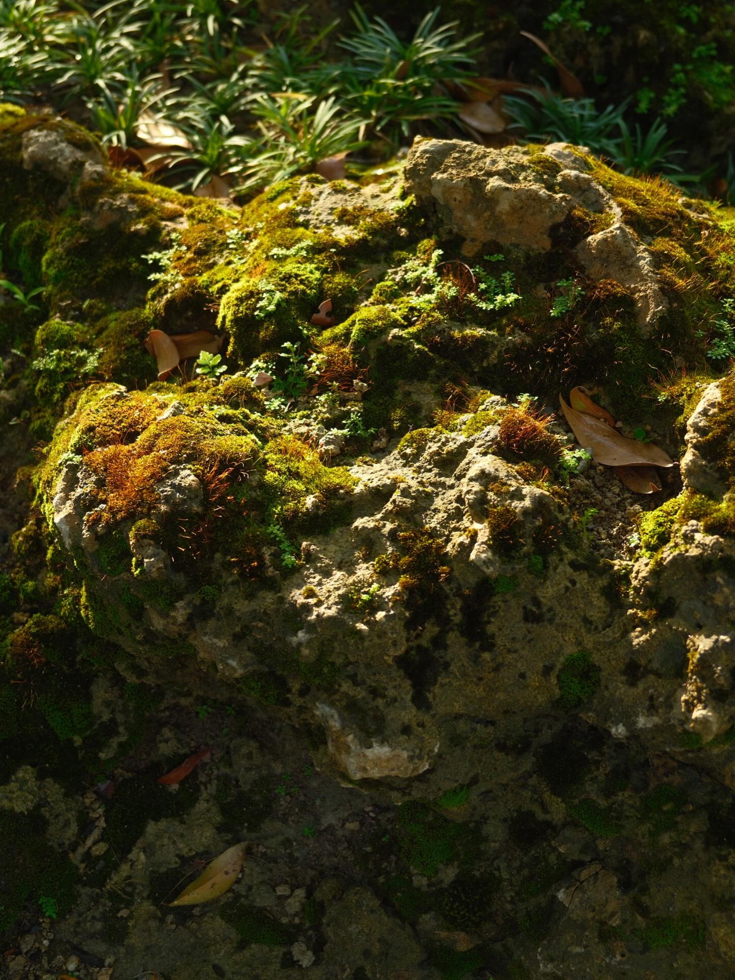 เพชร - เผ่าเพชร เจริญสุข