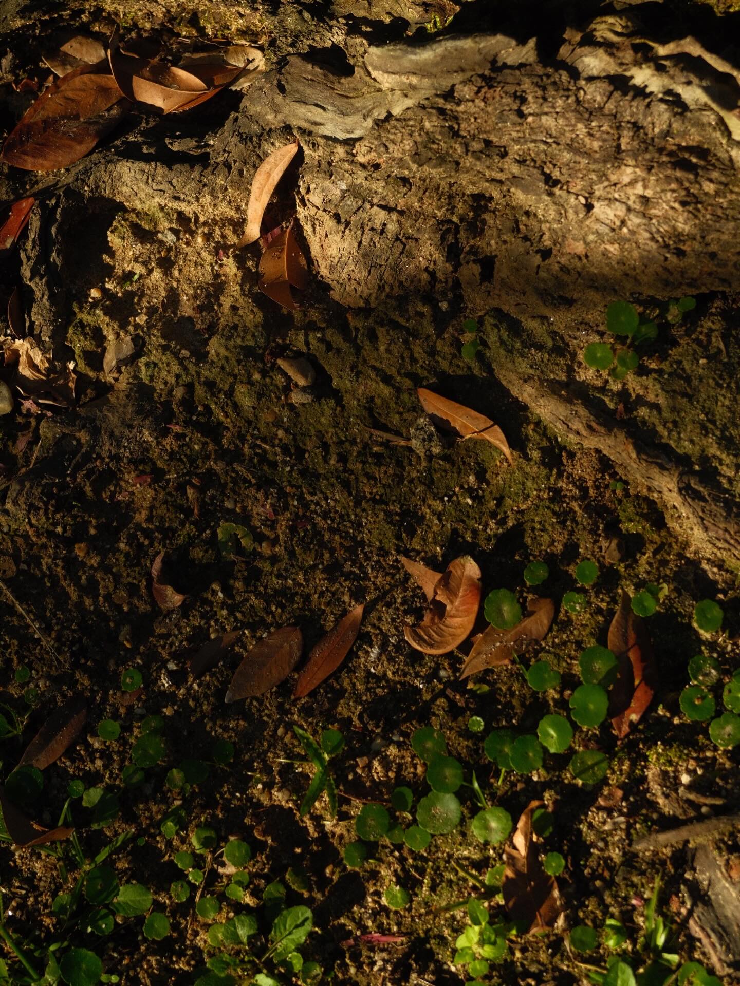 เพชร - เผ่าเพชร เจริญสุข