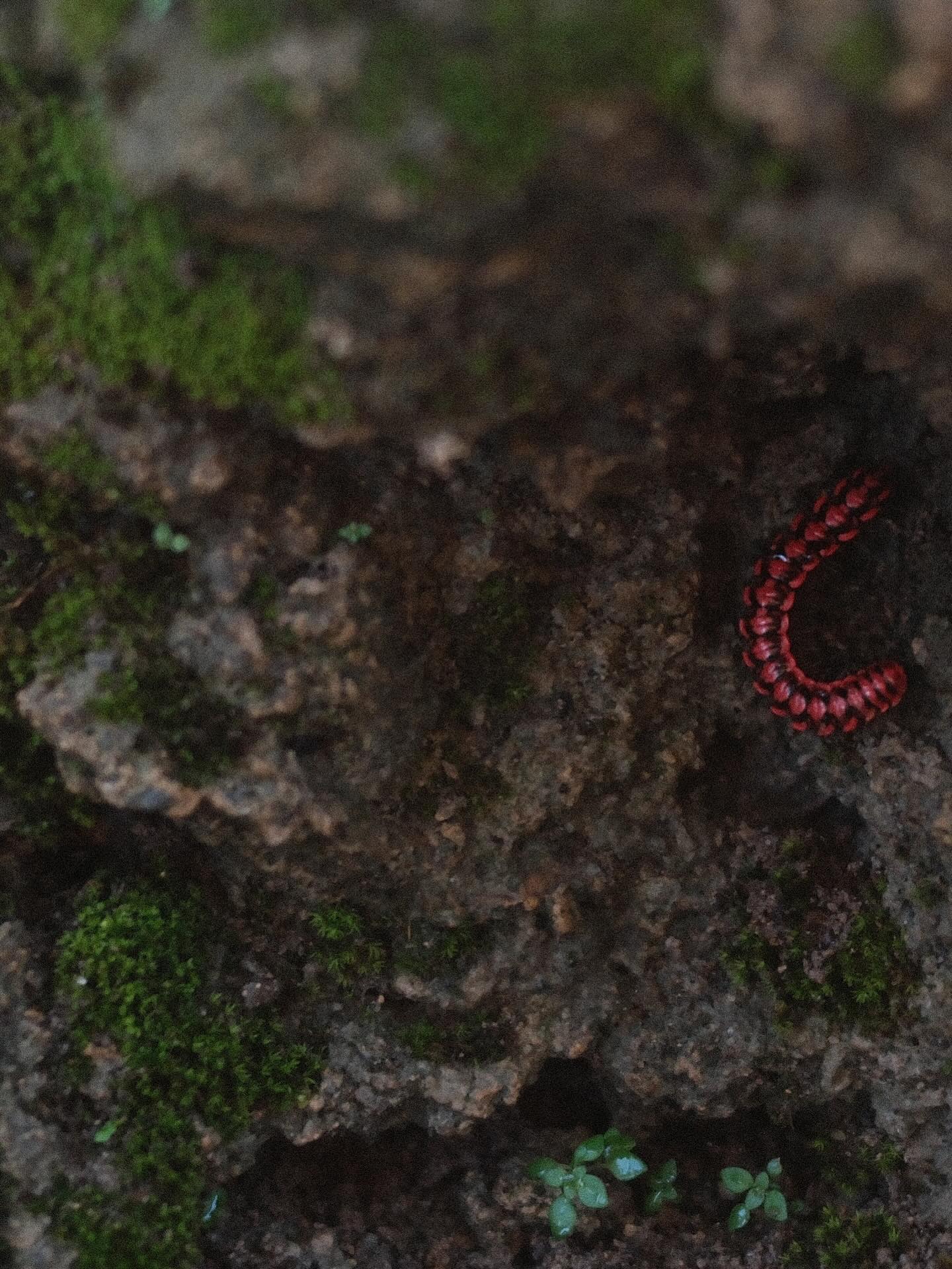 เพชร - เผ่าเพชร เจริญสุข