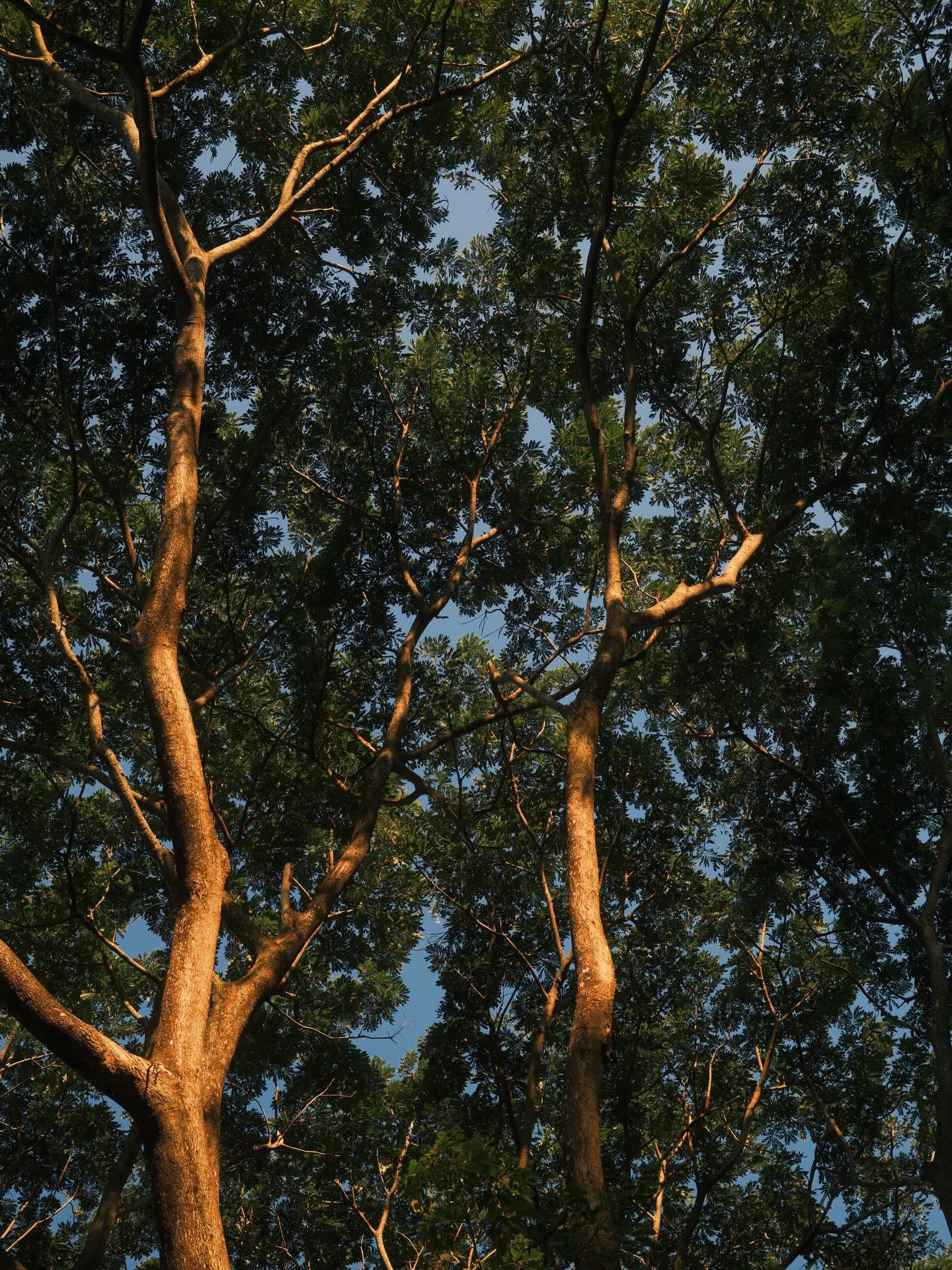 เพชร - เผ่าเพชร เจริญสุข