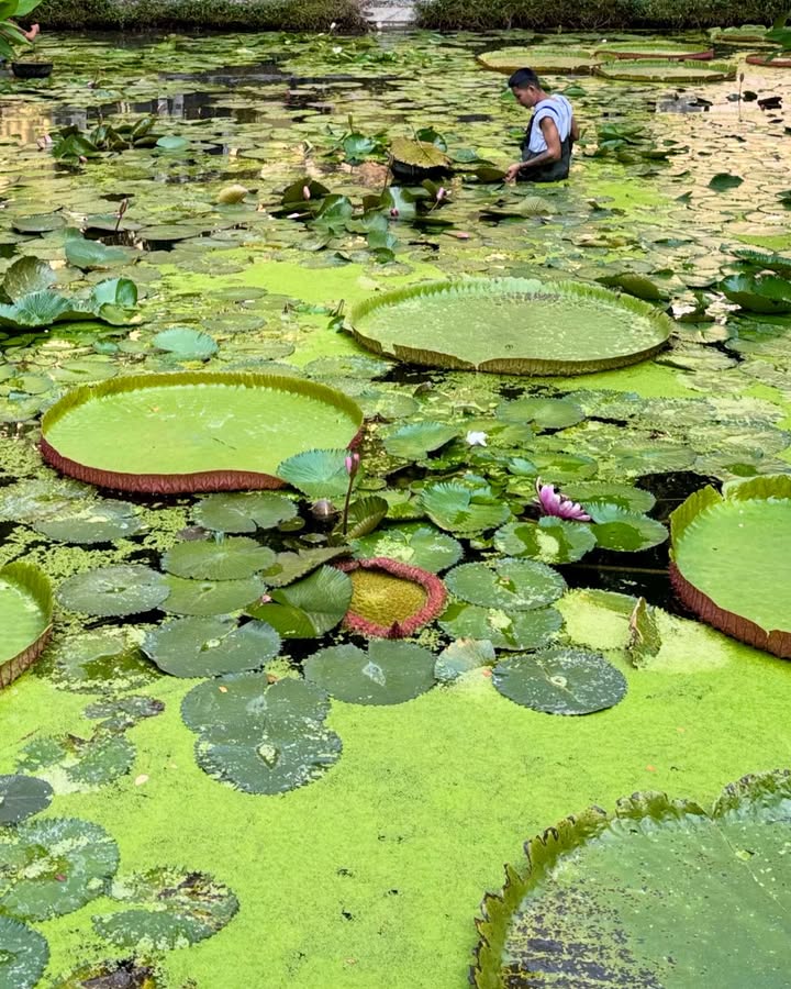 เพชร - เผ่าเพชร เจริญสุข