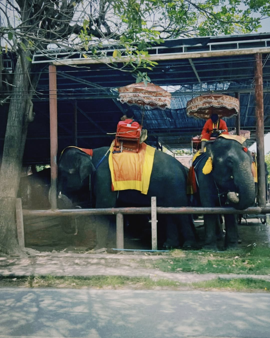 น้ำตาล - ทิพนารี วีรวัฒโนดม