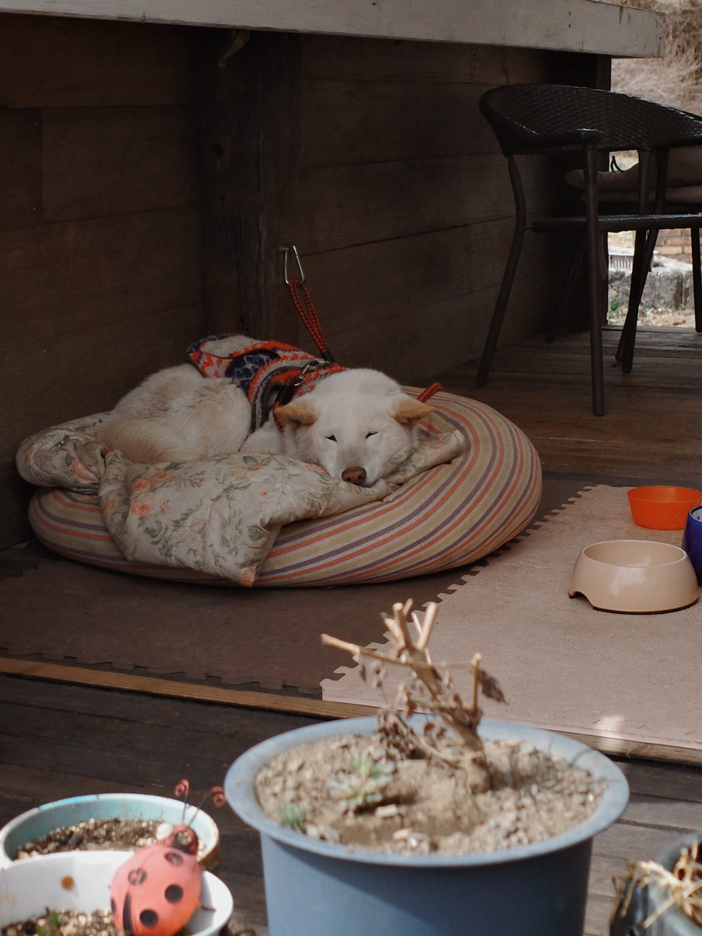 น้ำตาล - ทิพนารี วีรวัฒโนดม